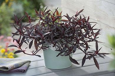 《都要！小孩子才做选择》Steam试玩开启 又被美女包围