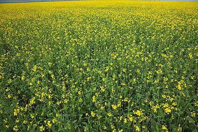 《滞困：异星黎明》发布大型更新档 新增荒漠区域